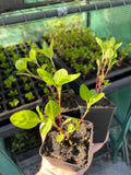 Japanese Indigo - Seedlings Pick up in Pinole, California, June