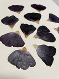 Purple Hollyhock  Pressed Petals - 11 flowers (22 prints)