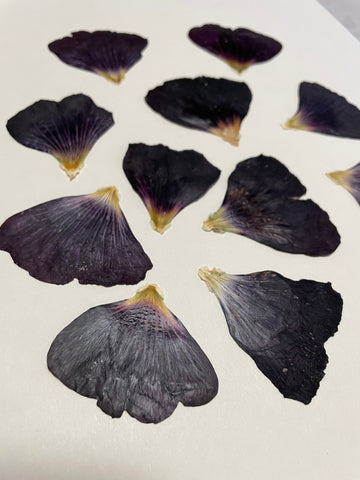 Purple Hollyhock  Pressed Petals - 11 flowers (22 prints)
