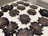Purple Pincushion  Pressed Petals - 11 flowers (22 prints)