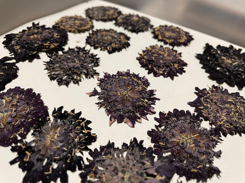 Purple Pincushion  Pressed Petals - 11 flowers (22 prints)