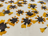 Coreopsis Pressed Petals - 11 flowers (22 prints)