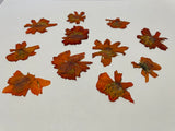 Cosmos Pressed Petals - 11 flowers (22 prints)