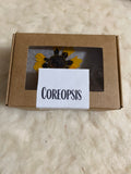 Coreopsis Pressed Petals - 11 flowers (22 prints)