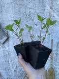 Japanese Indigo - Seedlings Pick up in Pinole, California, June