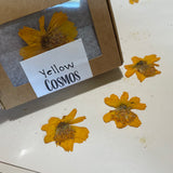Yellow Cosmos Pressed Petals - 11 flowers (22 prints)