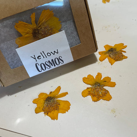 Yellow Cosmos Pressed Petals - 11 flowers (22 prints)