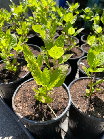 Japanese Indigo - Plants Pick up in Pinole, California, June