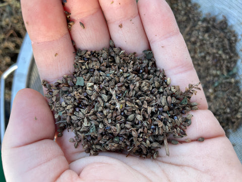 Japanese Indigo - Seeds for your 2025 garden